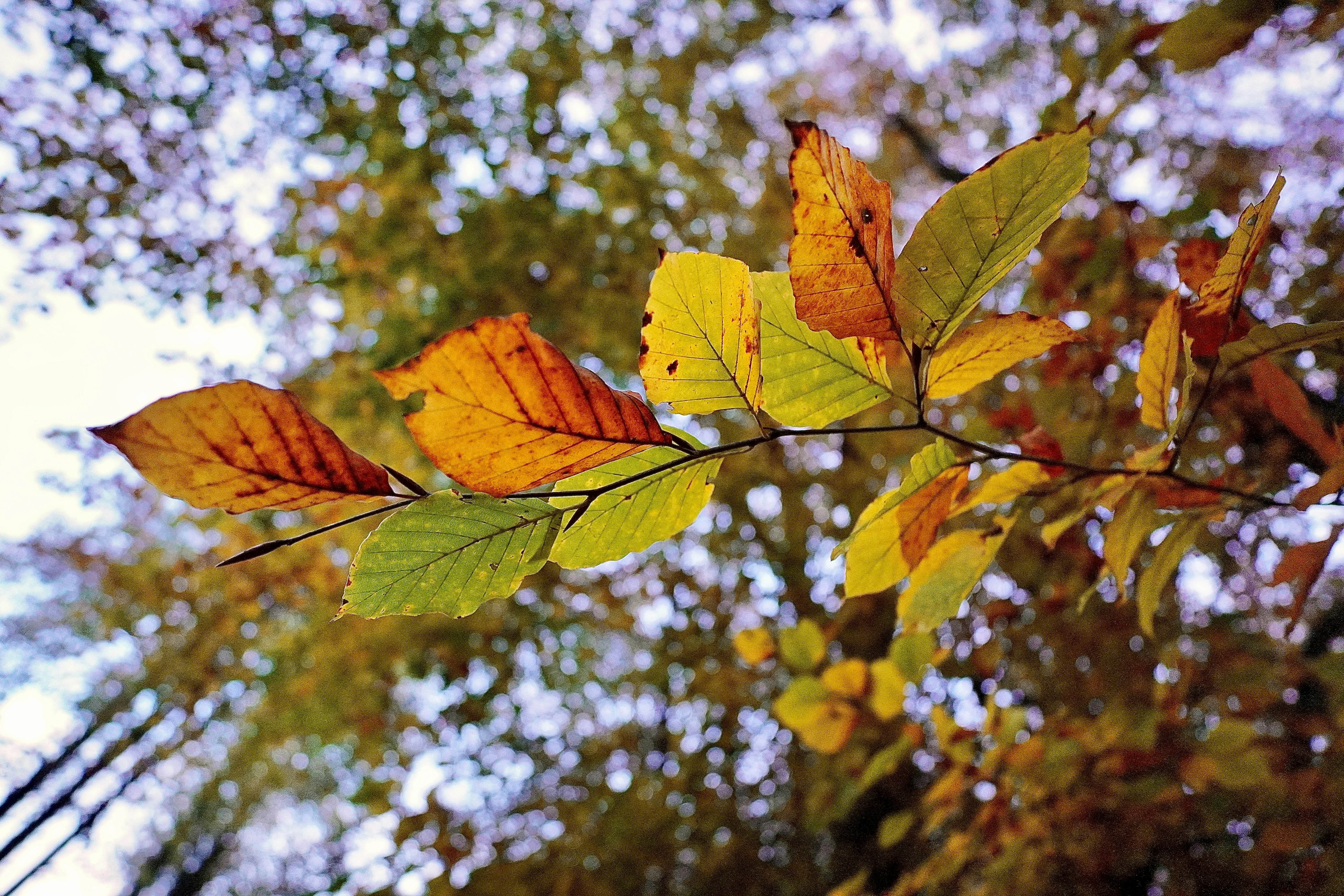 Spring and autumn linked to higher Ménière disease occurrence vs summer in large meta-analysis