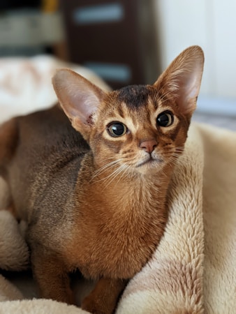 A sleek cat with large ears and expressive eyes lies on a soft, beige blanket. The cat's fur is a rich blend of brown and caramel tones, giving it a warm appearance. The background is softly blurred, suggesting a cozy indoor setting.