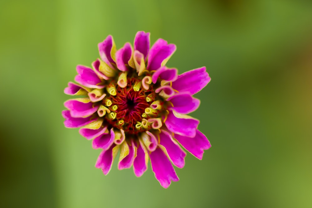 a close up of a flower with a blurry background