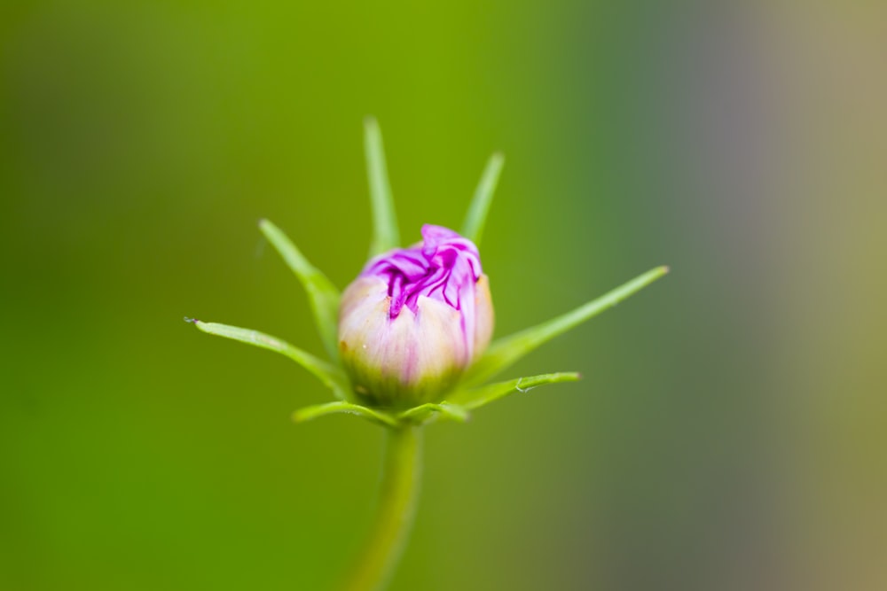 a pink flower with a green background