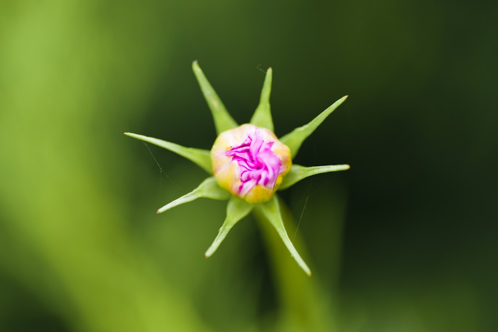 a close up of a pink and yellow flower