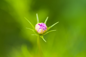 a small pink flower sitting on top of a green leaf
