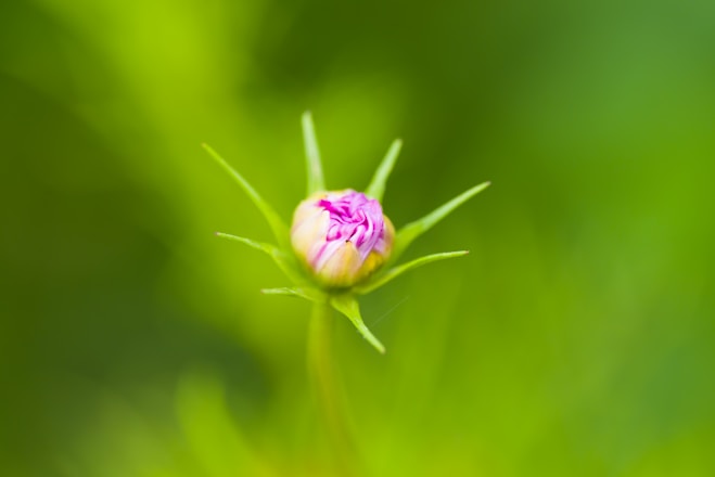 a small pink flower sitting on top of a green leaf