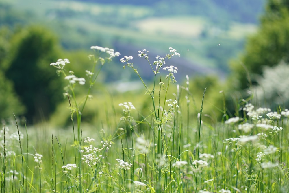 un campo de hierba alta con flores blancas