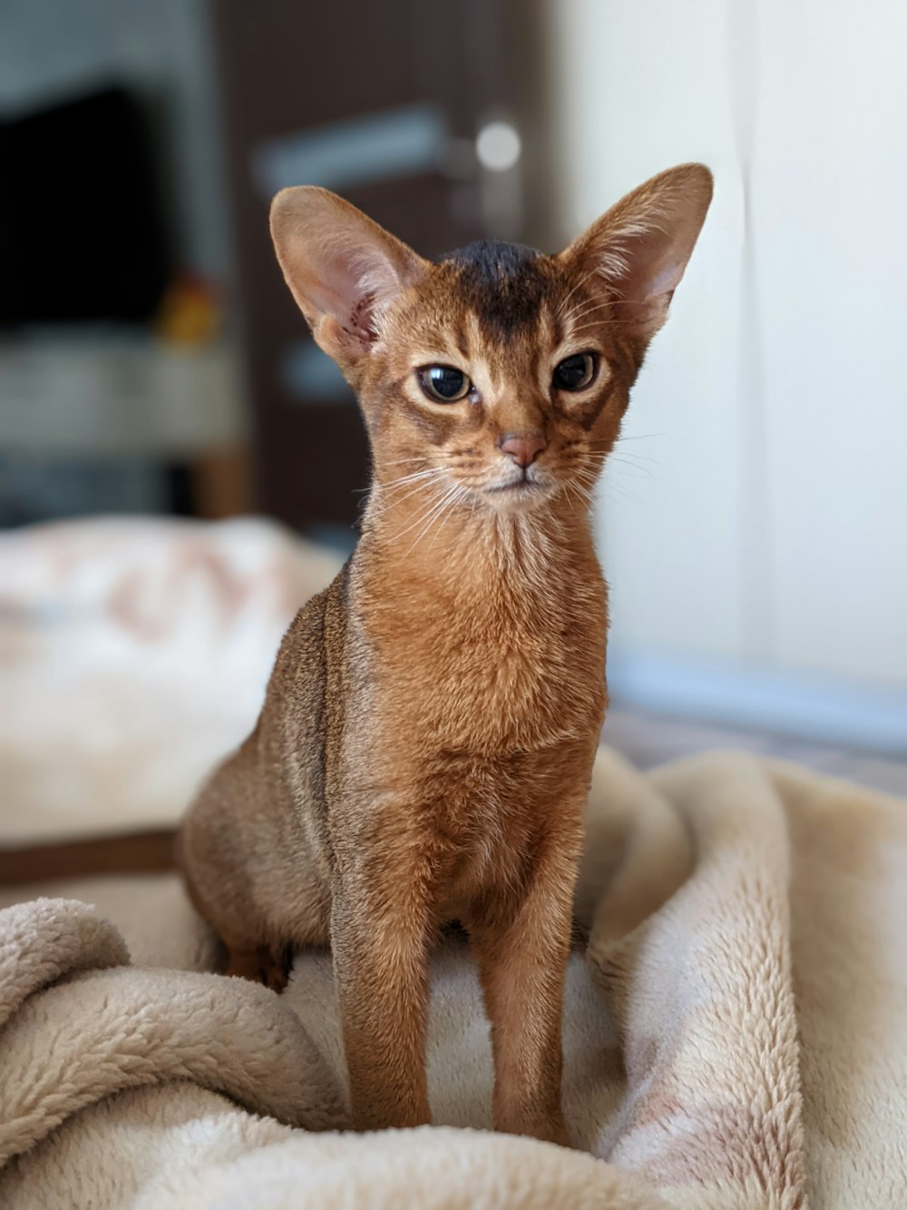 a small kitten sitting on top of a blanket