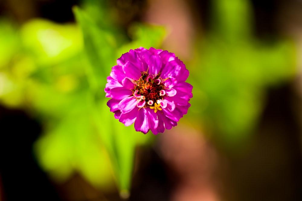 a close up of a pink flower with green leaves in the background