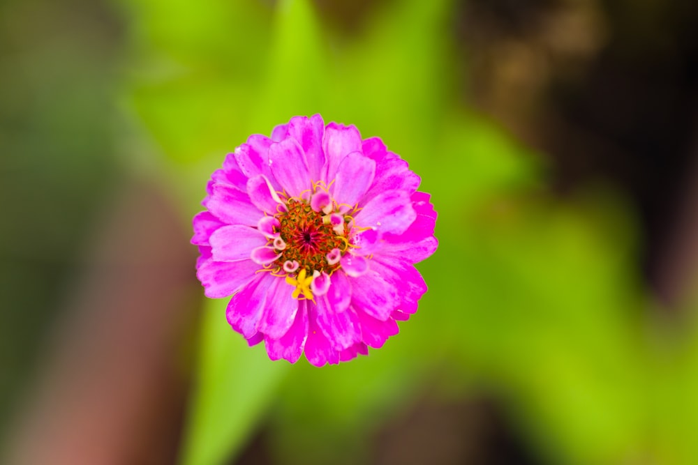 a pink flower with green leaves in the background