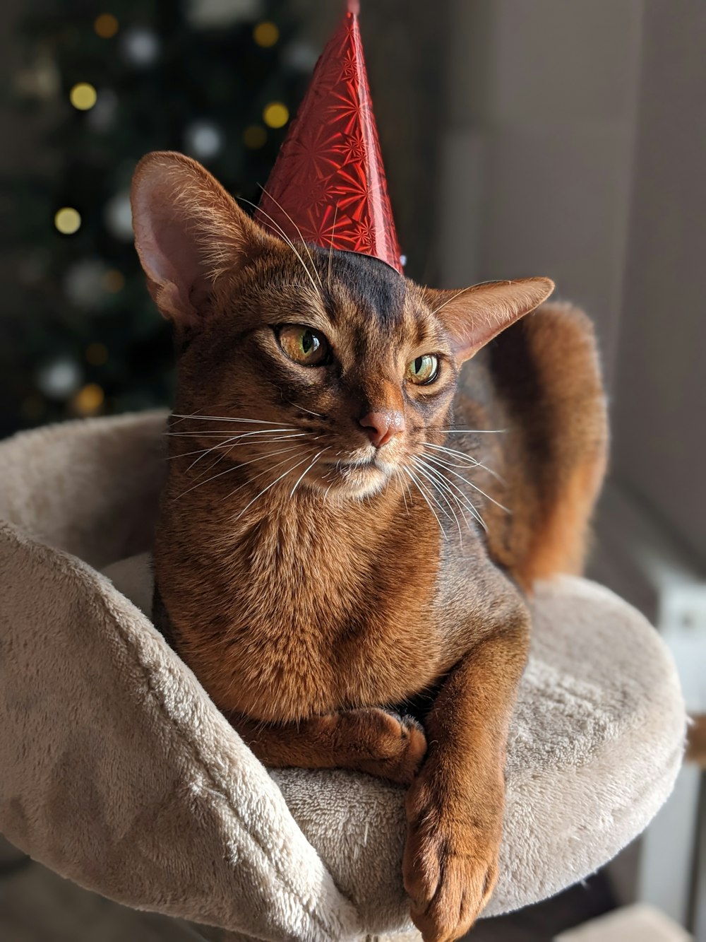 a cat wearing a red party hat sitting on a chair