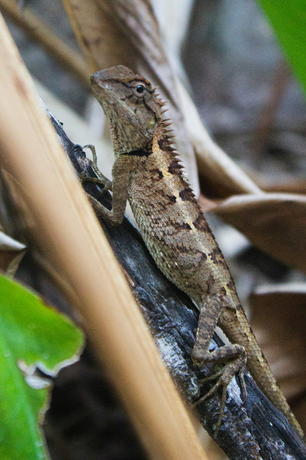 a lizard sitting on top of a tree branch