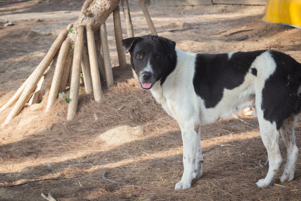 a black and white dog standing in the dirt