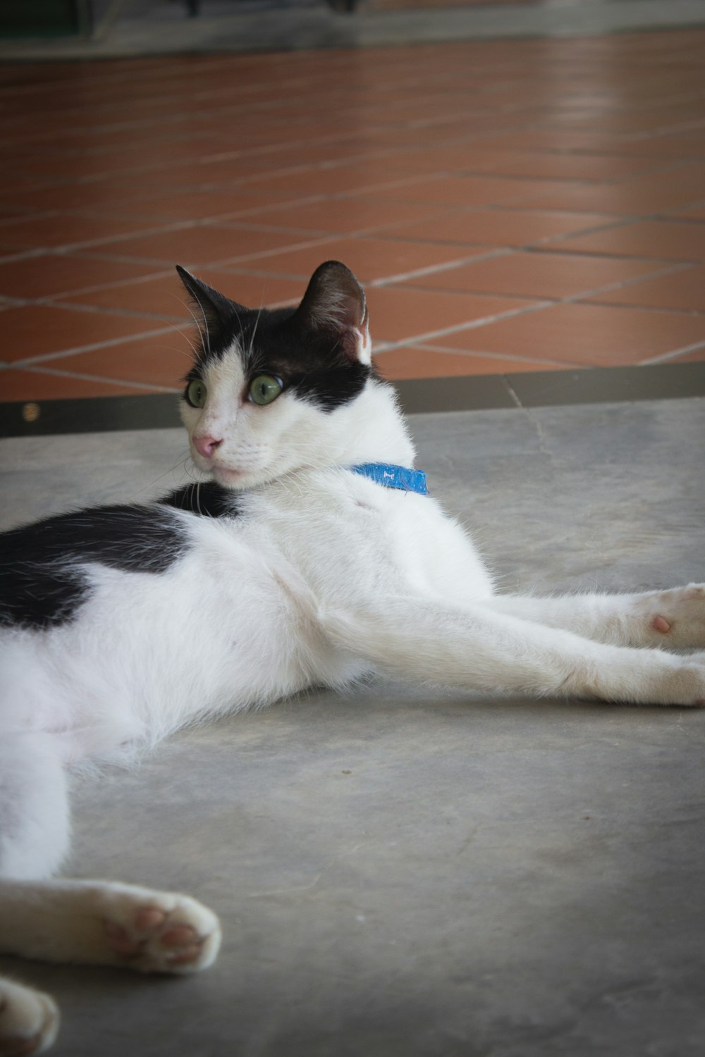 a black and white cat laying on the ground