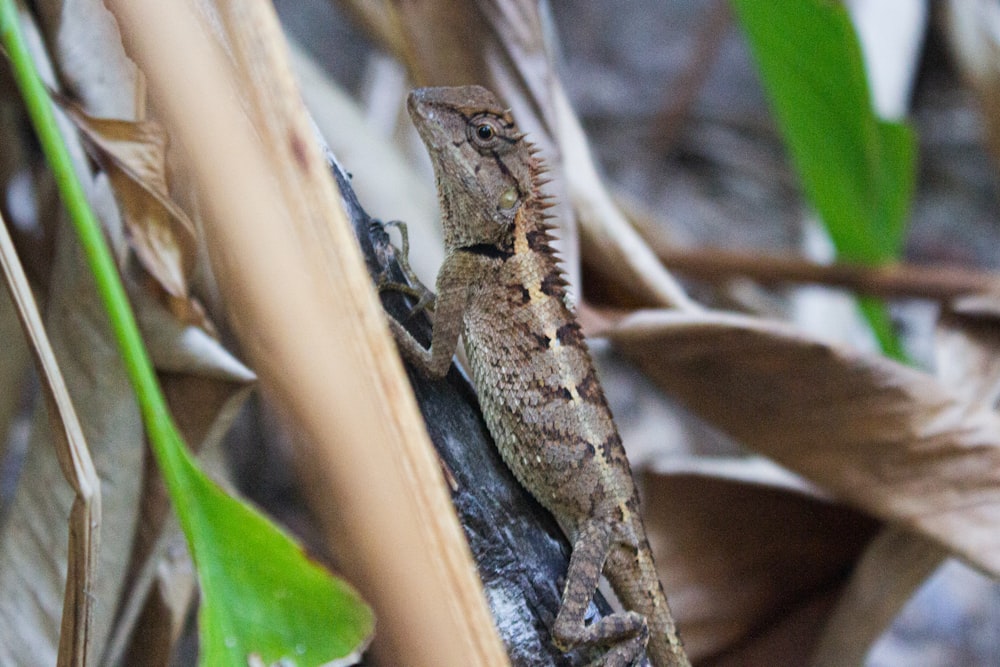 a lizard sitting on top of a leaf covered ground