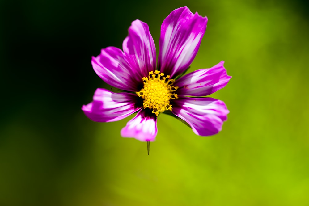 a purple flower with a yellow center on a green background