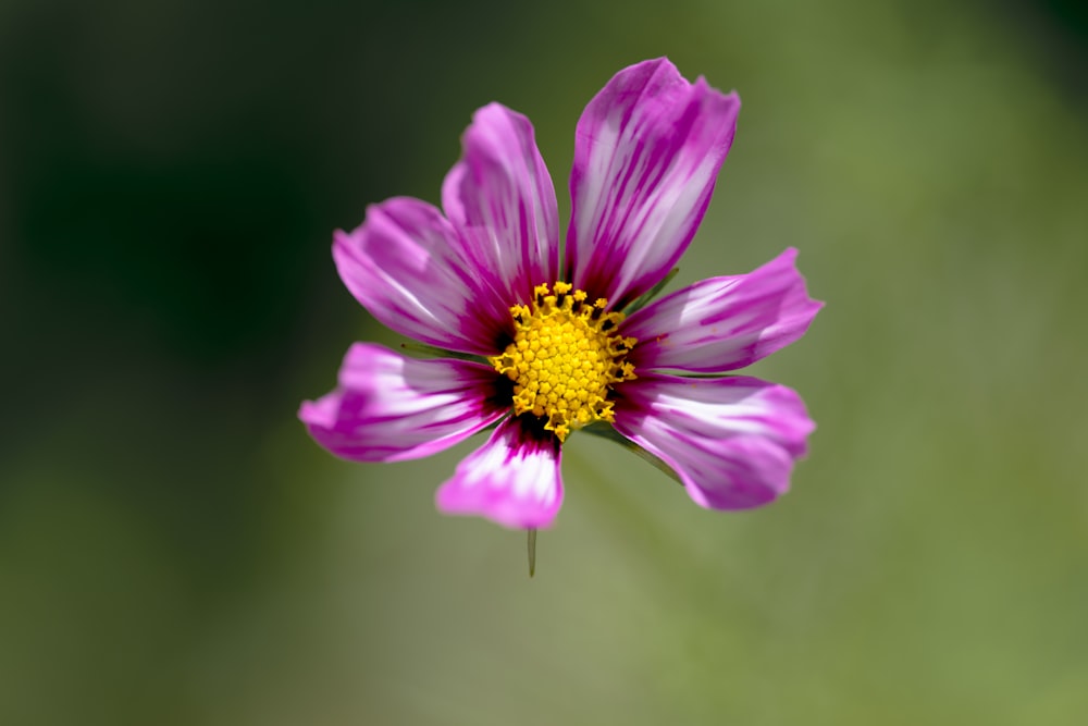 a close up of a purple flower with a yellow center