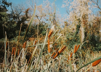 a field with tall grass and trees in the background