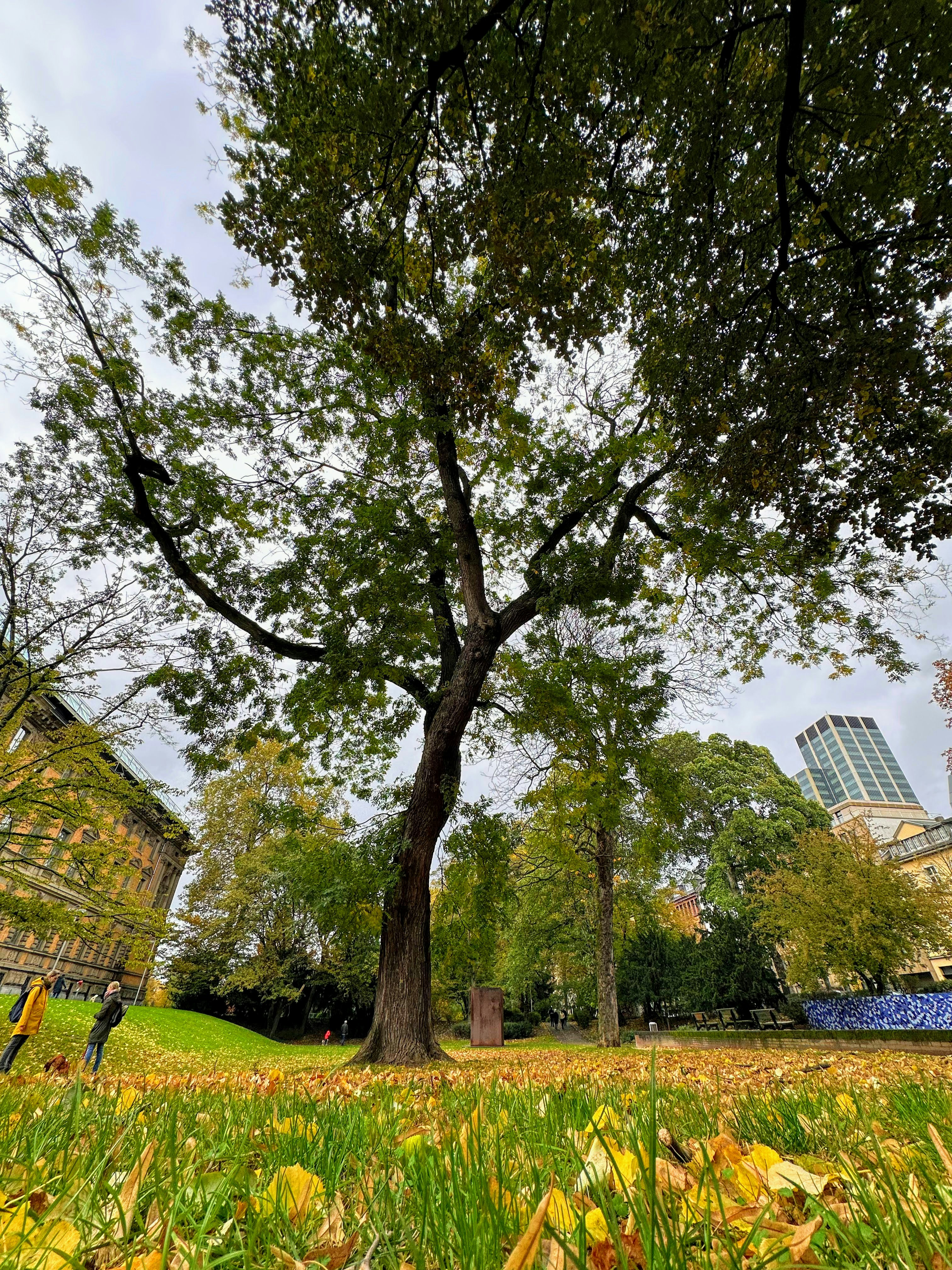a tree in the middle of a grassy field