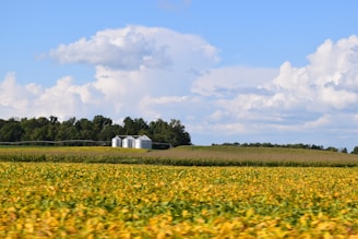 a large field of yellow flowers with a farm in the background