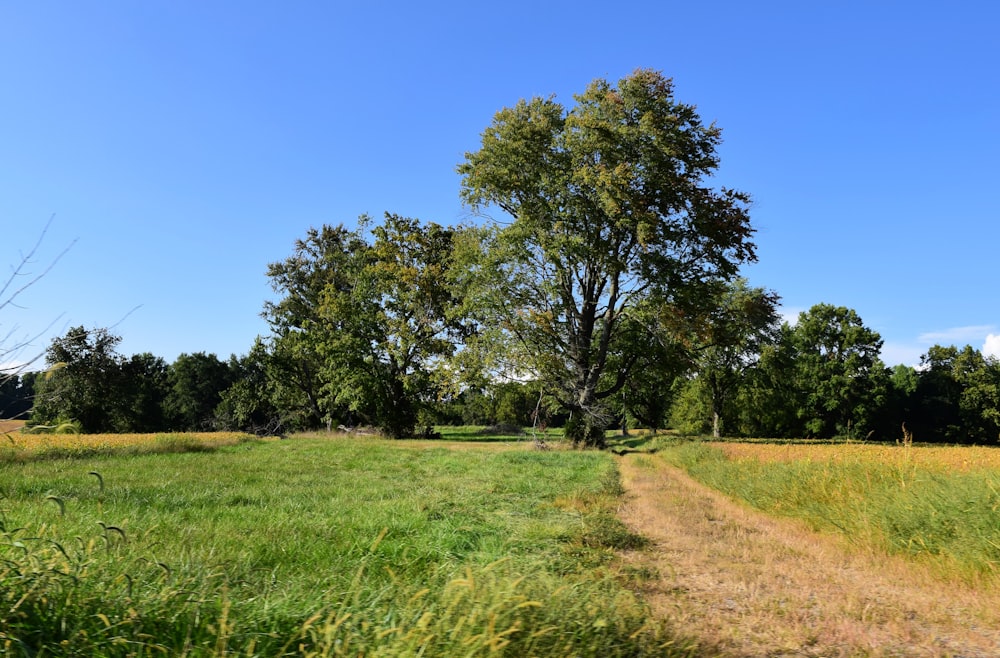 a dirt road in a grassy field with trees in the background