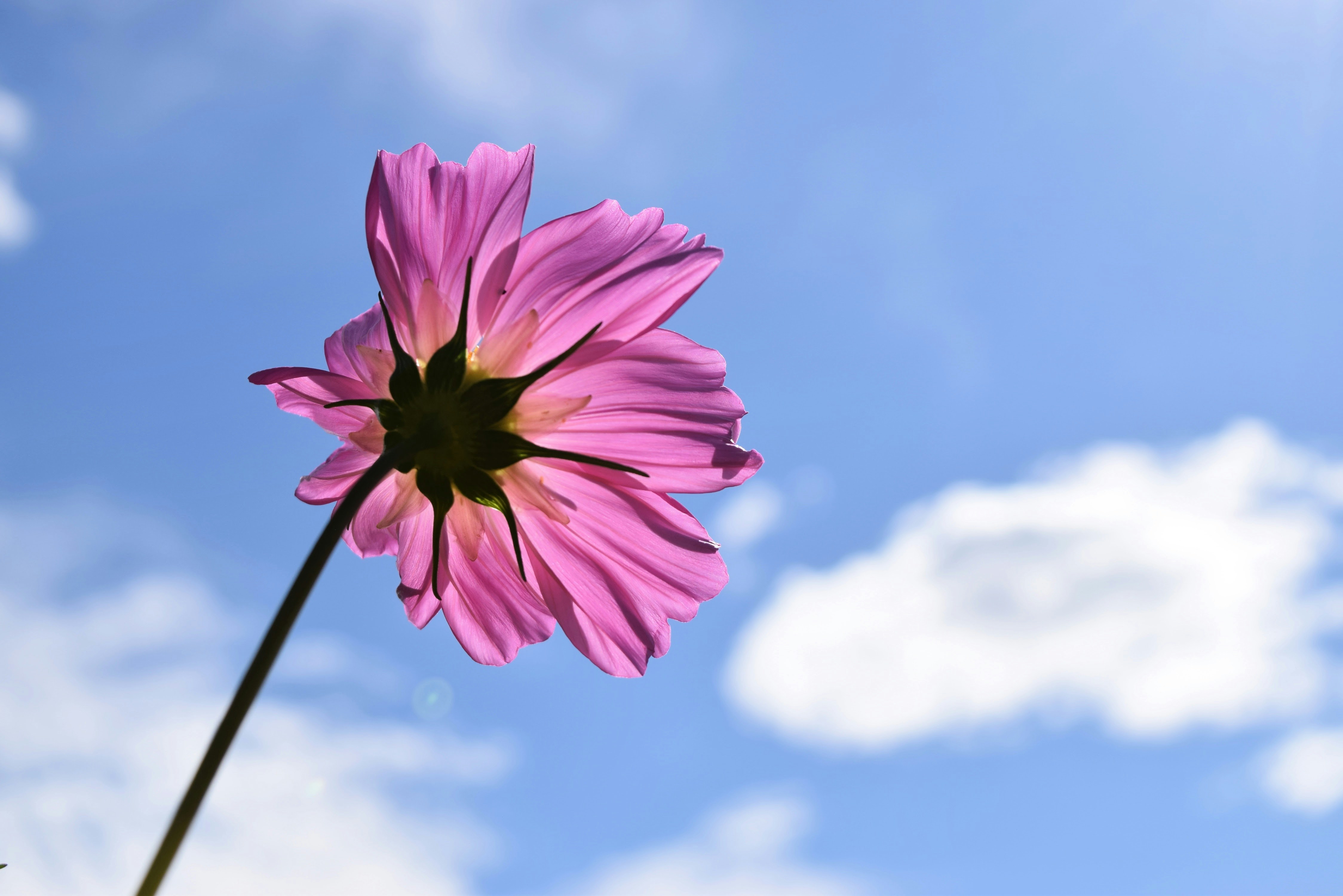 Saying Farewell to a Remarkable Leader: Honoring District Attorney Stacey Jackson at a Heartfelt Funeral Service