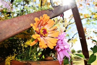 A colorful flower arrangement in a sunny backyard.