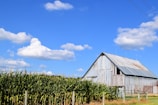 a barn in a field of corn under a blue sky with clouds