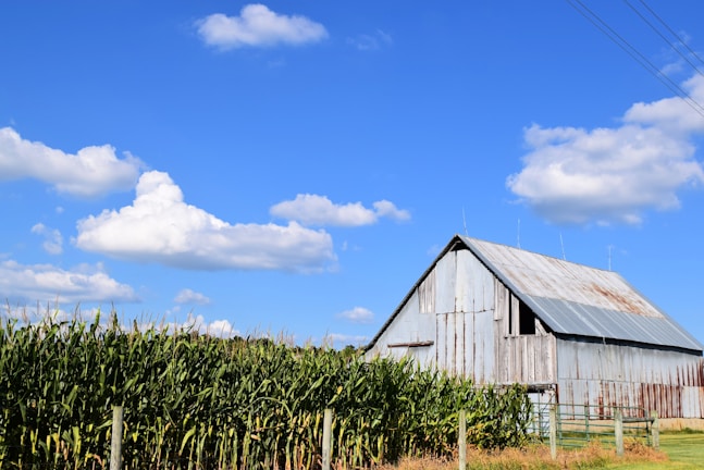 a barn in a field of corn under a blue sky with clouds