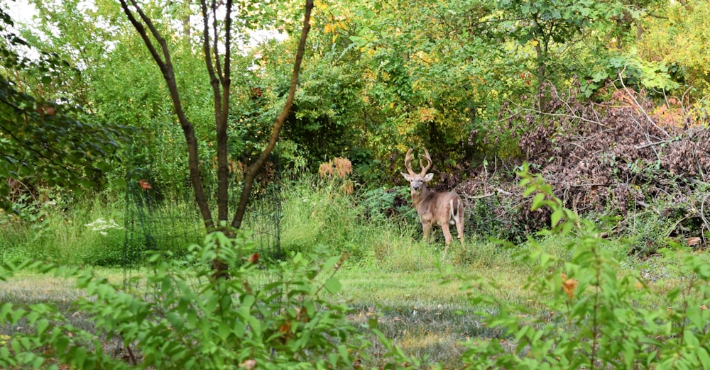 a deer standing in the middle of a forest