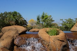 A naturalistic setting features a small waterfall cascading over rocks, surrounded by lush greenery. The scene includes palm trees and other assorted vegetation under a clear blue sky.