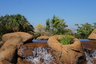 A naturalistic setting features a small waterfall cascading over rocks, surrounded by lush greenery. The scene includes palm trees and other assorted vegetation under a clear blue sky.