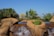 A naturalistic setting features a small waterfall cascading over rocks, surrounded by lush greenery. The scene includes palm trees and other assorted vegetation under a clear blue sky.