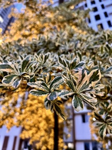 A close-up of variegated leaves with a blurred background of light-dappled buildings and trees, creating a dynamic and vibrant visual contrast.