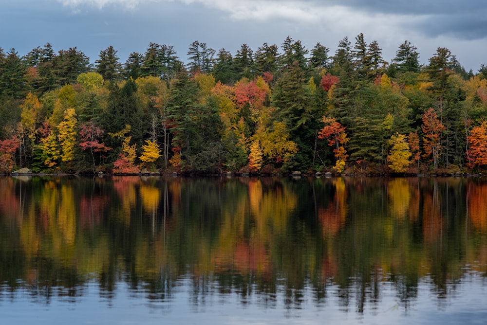 a body of water surrounded by lots of trees