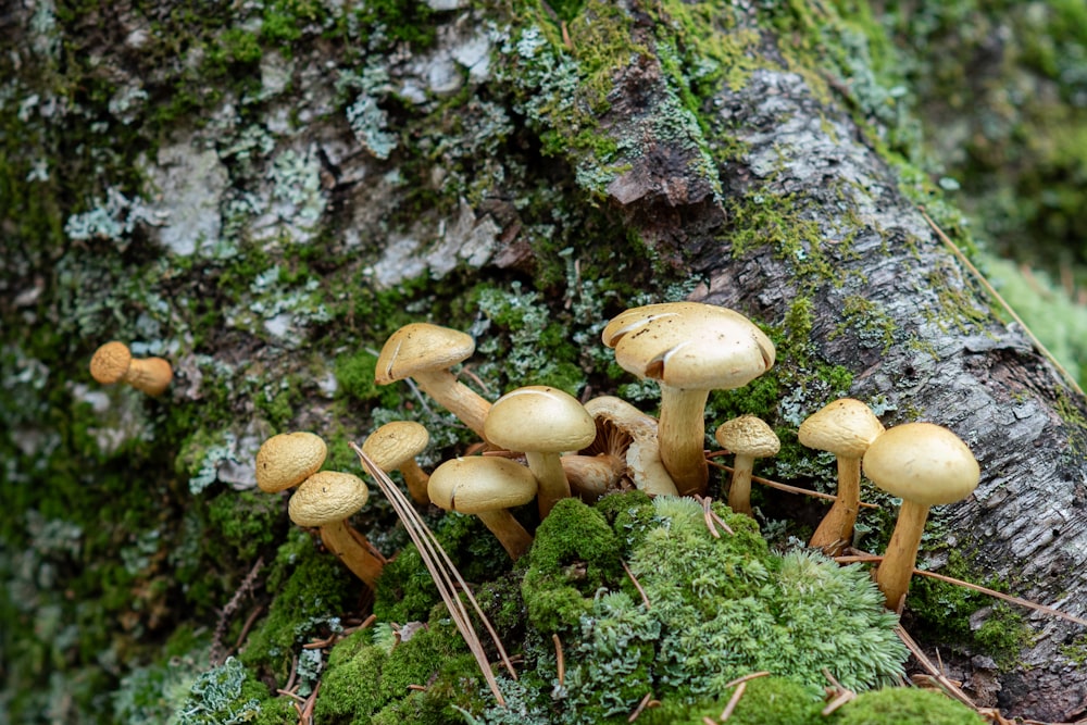 a group of mushrooms growing on a mossy tree