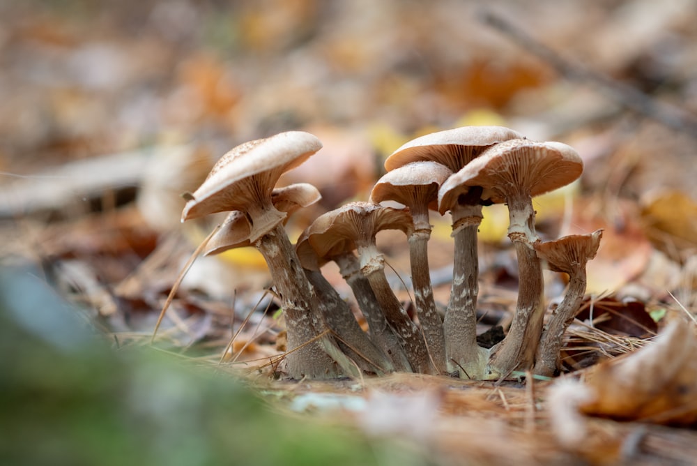 a group of mushrooms that are sitting on the ground