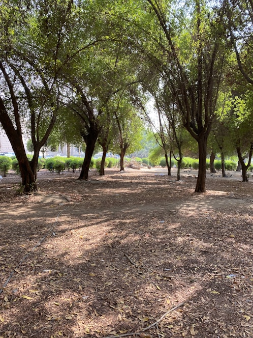 A serene hazelnut grove with sunlight filtering through the leaves.
