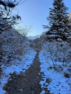 A wide shot of a snowy forest trail winding beneath frosted trees under a pale blue sky.
