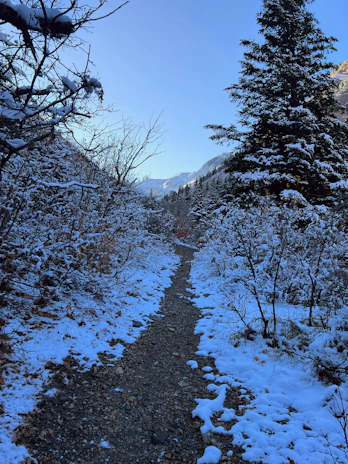A wide shot of a snowy forest trail winding beneath frosted trees under a pale blue sky.
