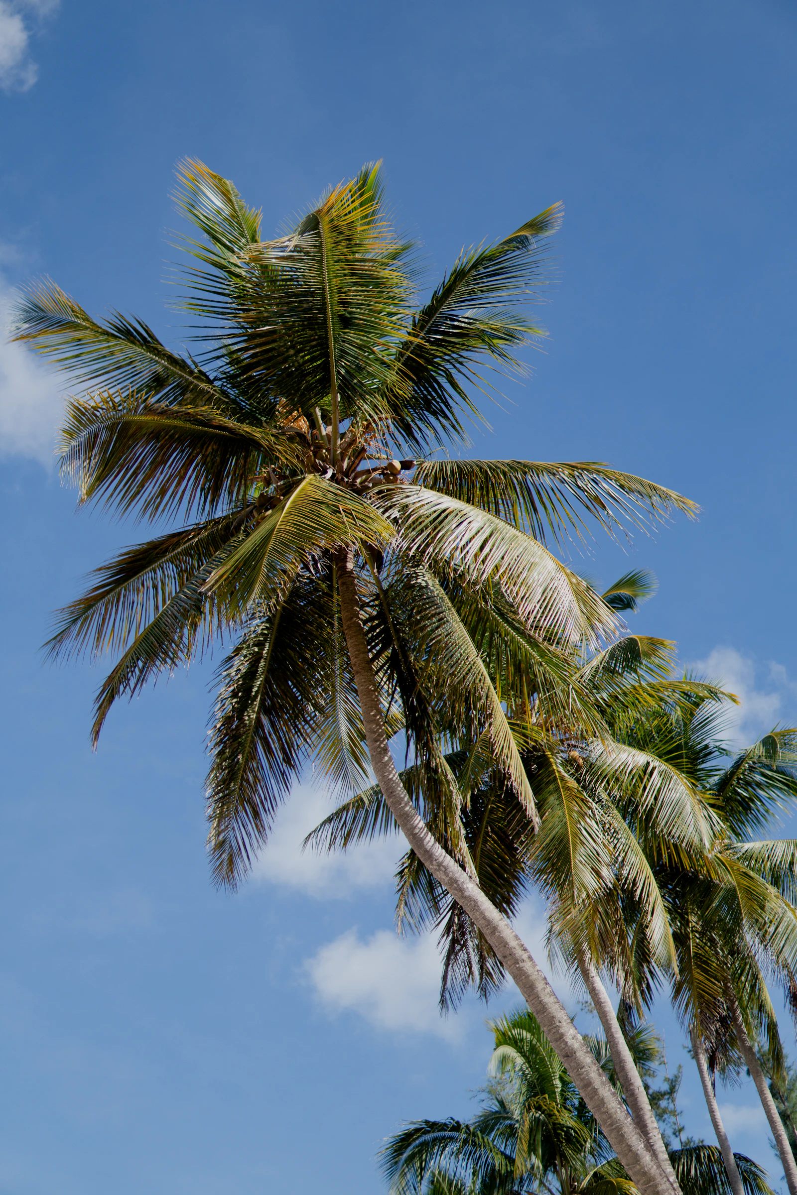 A palm above the town rooftops