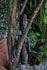A dark stone sculpture resembling a human form is partially obscured by tree branches. The sculpture features elongated limbs and a stylized face with prominent features. Surrounding the sculpture are lush green plants and foliage, creating a natural and serene setting. A terracotta pot with a subtle decorative pattern is visible on the left side.