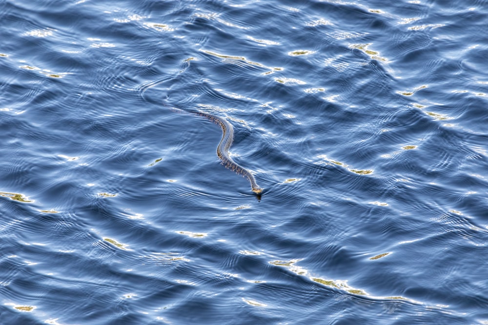 a bird flying over a body of water