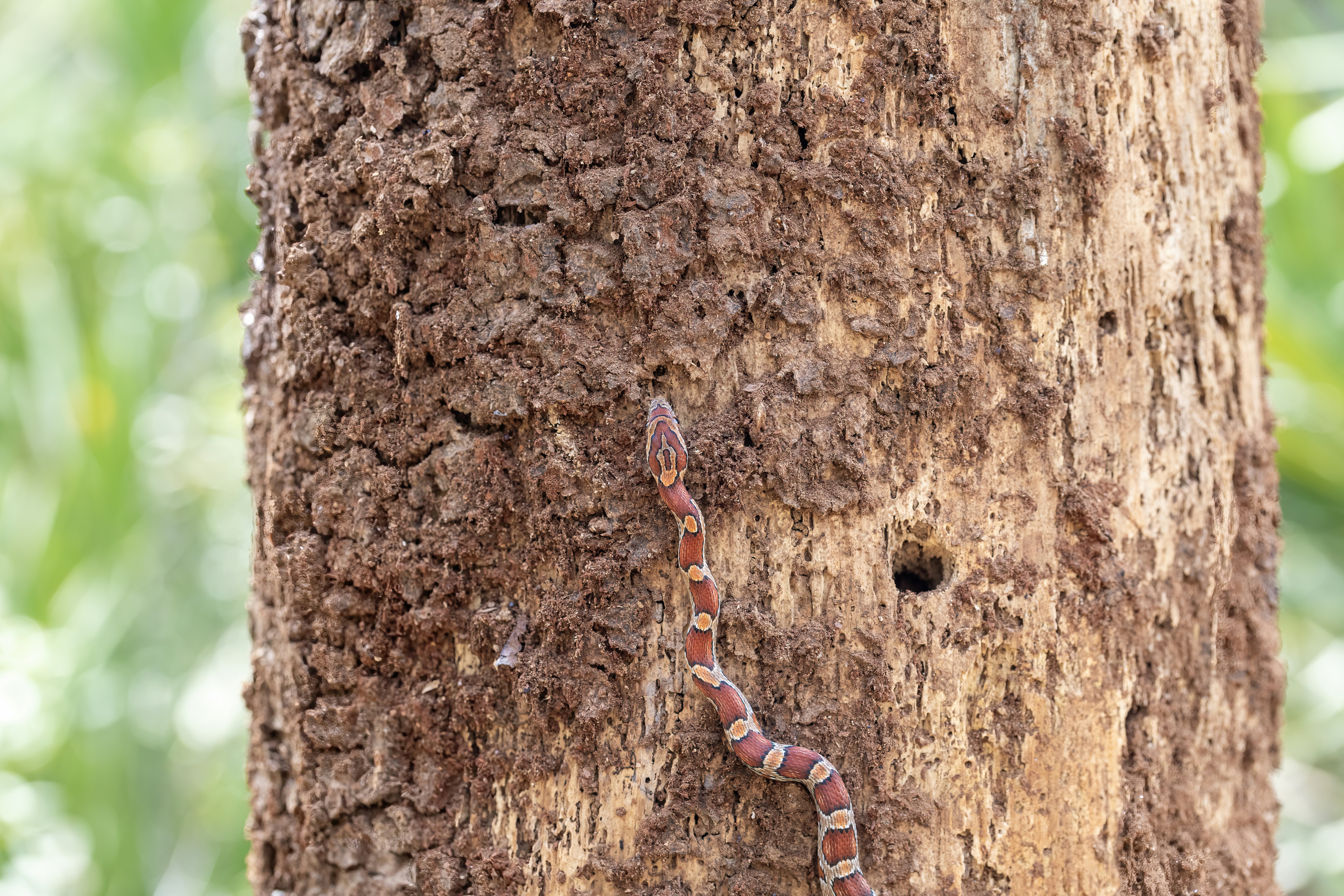 un serpente che striscia sul fianco di un albero