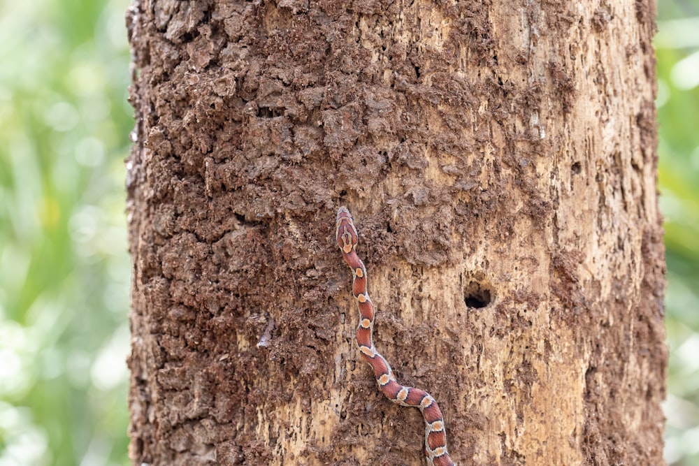 a snake crawling on the side of a tree