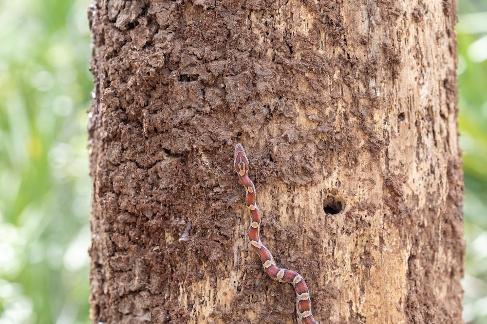 una serpiente arrastrándose por la ladera de un árbol