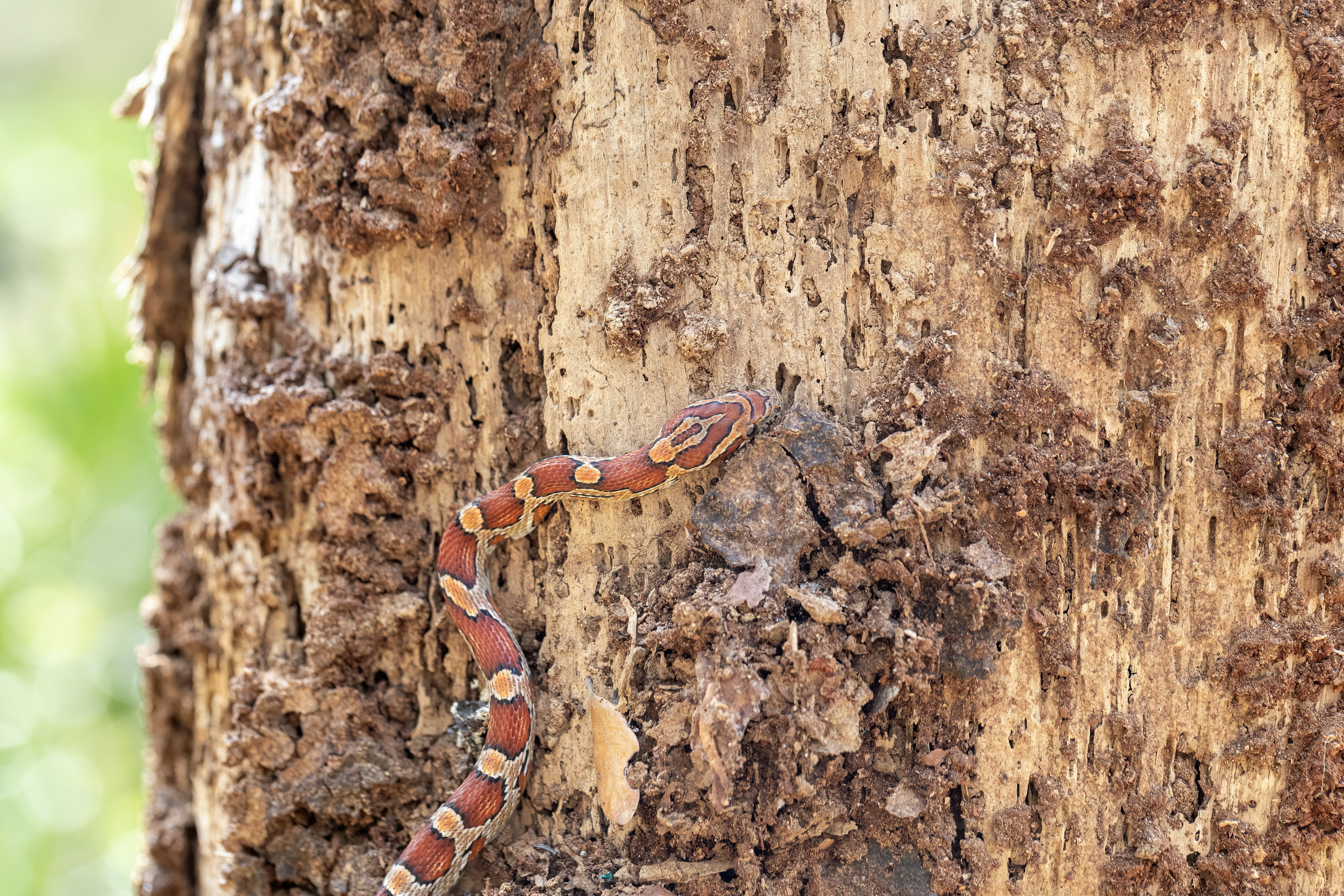 un serpente si arrampica su un tronco d'albero