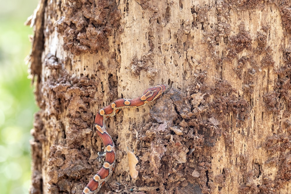 a snake is climbing up a tree trunk