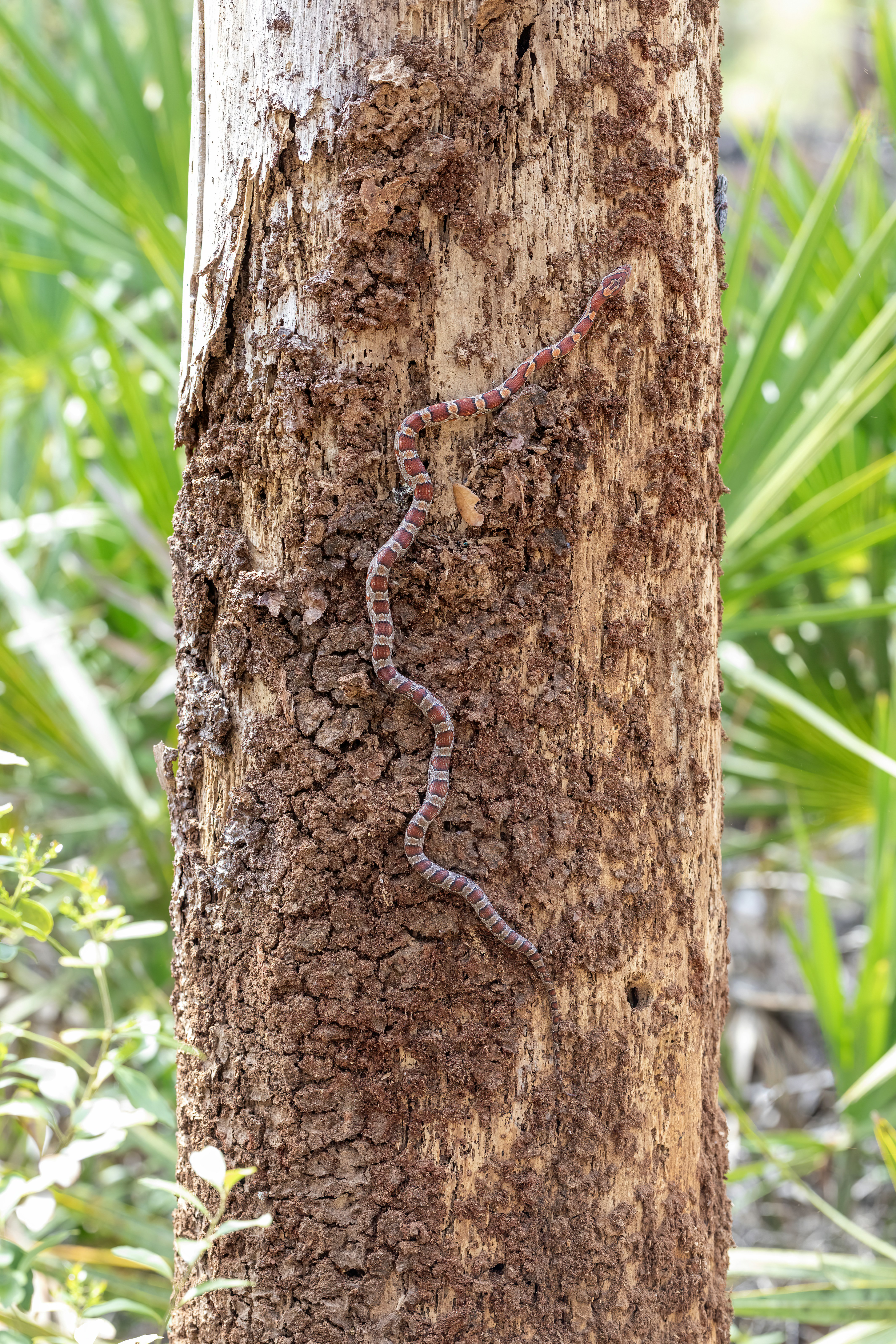 una piccola lucertola che striscia su un tronco d'albero