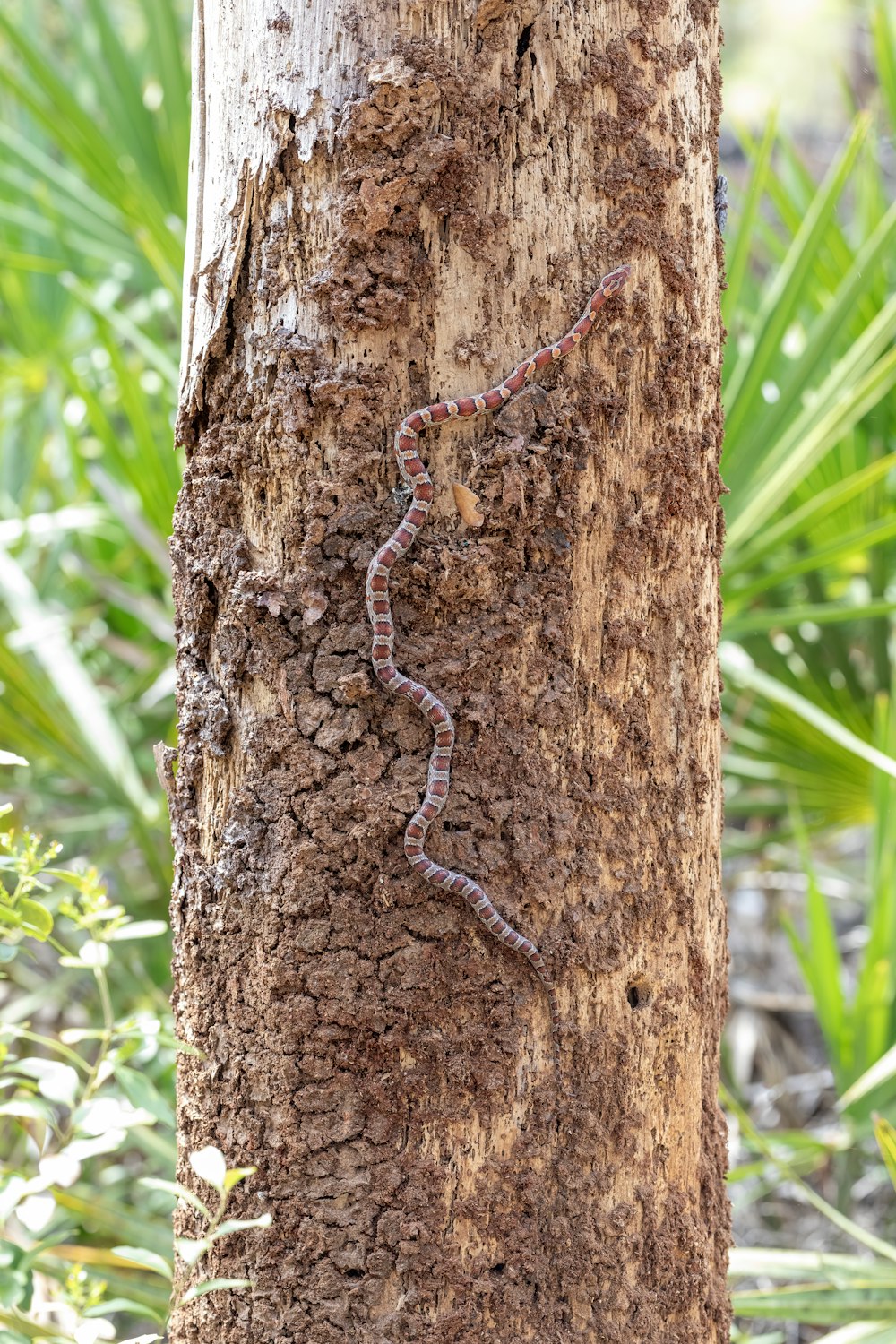 a small lizard crawling on a tree trunk