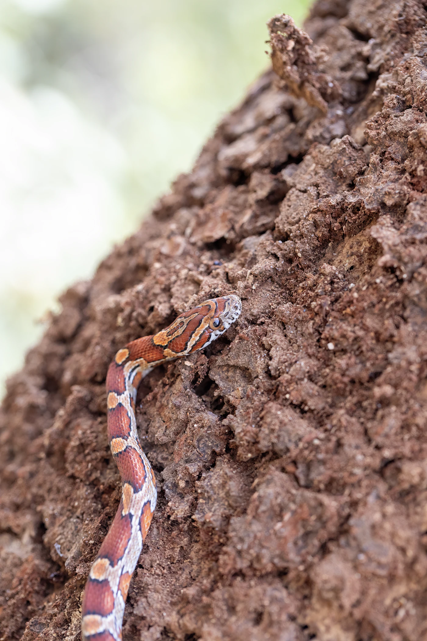 Serpiente de maíz de colores naranja y rojo