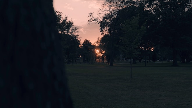 Sunset view through a park with silhouettes of trees against a sky painted with soft pinks and oranges.