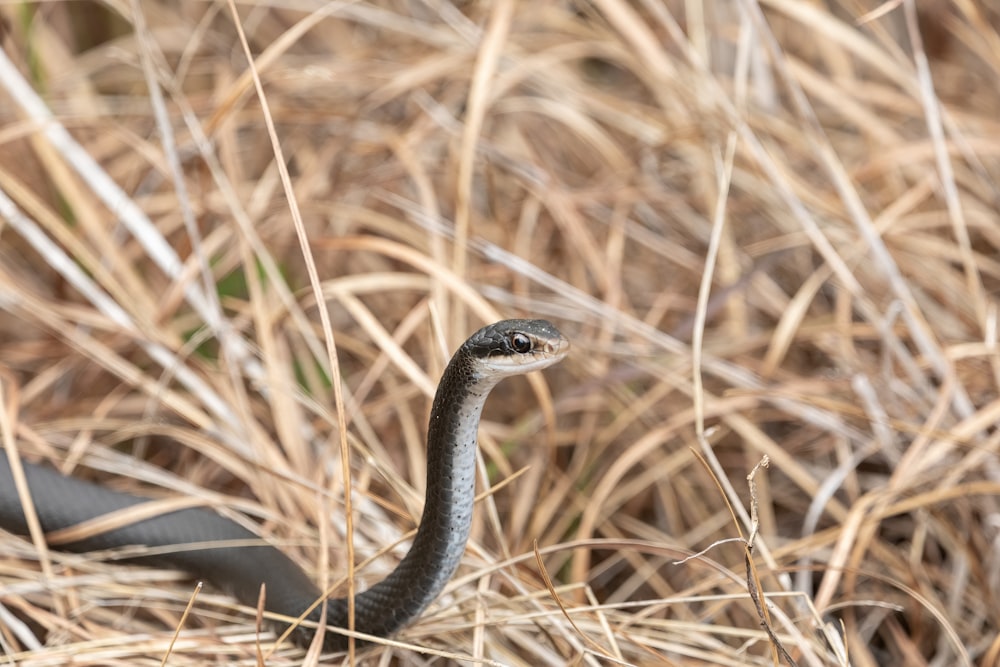 a black snake in a field of dry grass